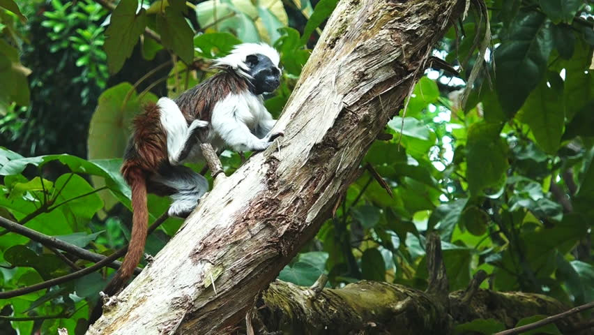  Khỉ sóc đầu trắng có tuổi thọ trung bình trong tự nhiên là khoảng 13 năm. Ảnh: blogspot.