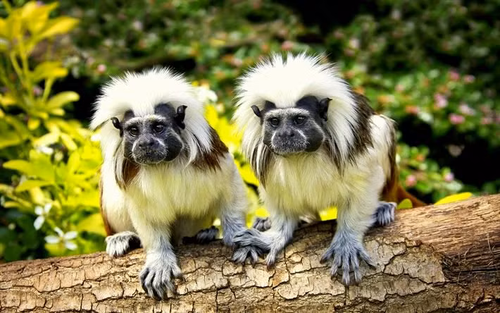 Khỉ sóc đầu trắng có bộ lông dày, phần lông ở lưng màu nâu còn phần dưới cánh tay và chân có màu vàng trắng, mông và đùi bên trong cộng thêm cái đuôi có màu đỏ cam. Ảnh: blogspot.