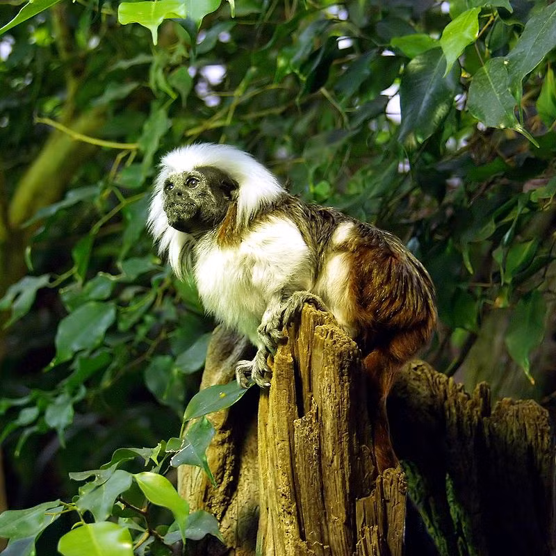  Khỉ sóc đầu trắng có tên khoa học là Saguinus Oedipus. Đây là loài khỉ nhỏ chỉ nặng khoảng 0,5kg, chiều dài thân (không tính phần đuôi) khoảng từ 21cm - 26cm. Ảnh: wikipedia.