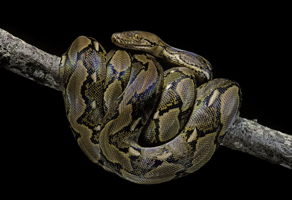 Trăn gấm Python reticulatus dài 6-7m, đầu dài, nhỏ, màu vàng nhạt hoặc nâu. Loài này có khả năng bơi lội rất giỏi, chủ yếu hoạt động về đêm. Ảnh: shopify.