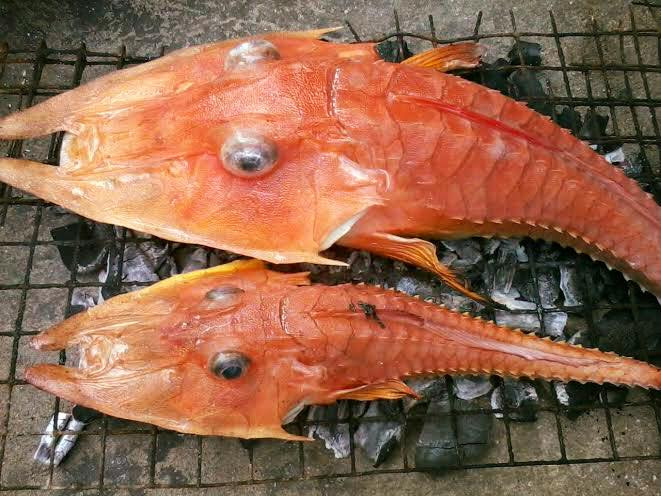 Cá chào mào gai có thể đạt chiều dài tối đa lên đến 28cm. Ảnh: fbcdn.