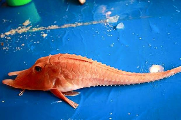 Nơi sống ưa thích của cá chào mào gai là các vùng biển nhiệt đới ấm áp dọc theo thềm cạnh, dốc lục địa, khu vực đảo. Ảnh: fbcdn.