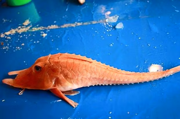 Nơi sống ưa thích của cá chào mào gai là các vùng biển nhiệt đới ấm áp dọc theo thềm cạnh, dốc lục địa, khu vực đảo. Ảnh: fbcdn.