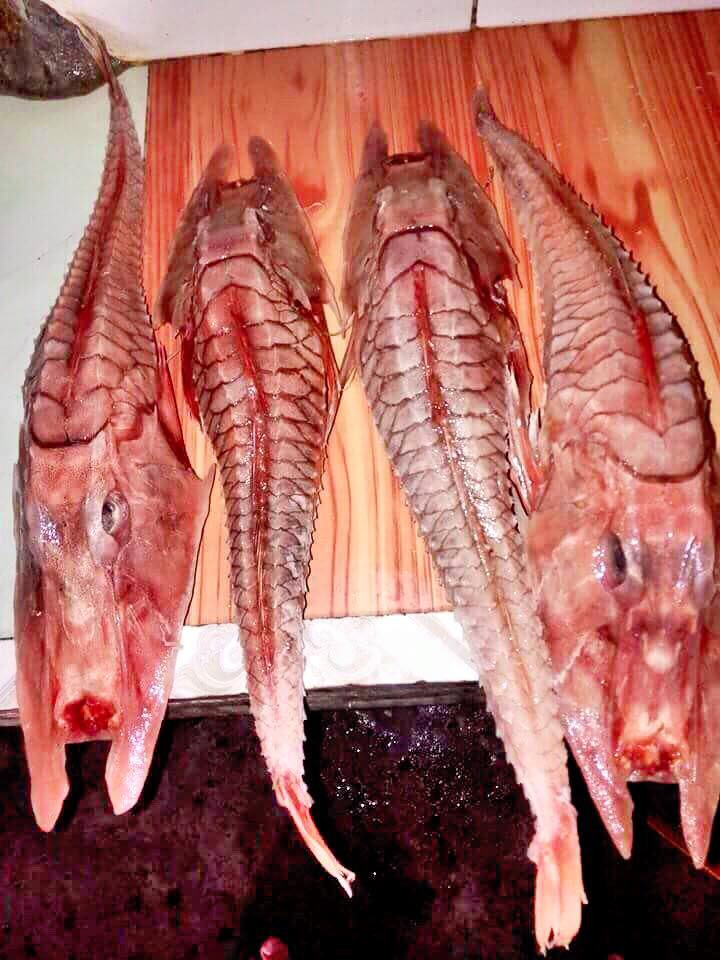 Cá chào mào gai có mõm hẹp bằng và kéo dài về phía trước thành hai thùy nhọn, cằm có hai đôi râu, phần thân được phủ bằng 8 hàng vảy, mỗi vảy có một gai nhỏ dẹt, hai hàm không có răng. Ảnh: fbcdn.