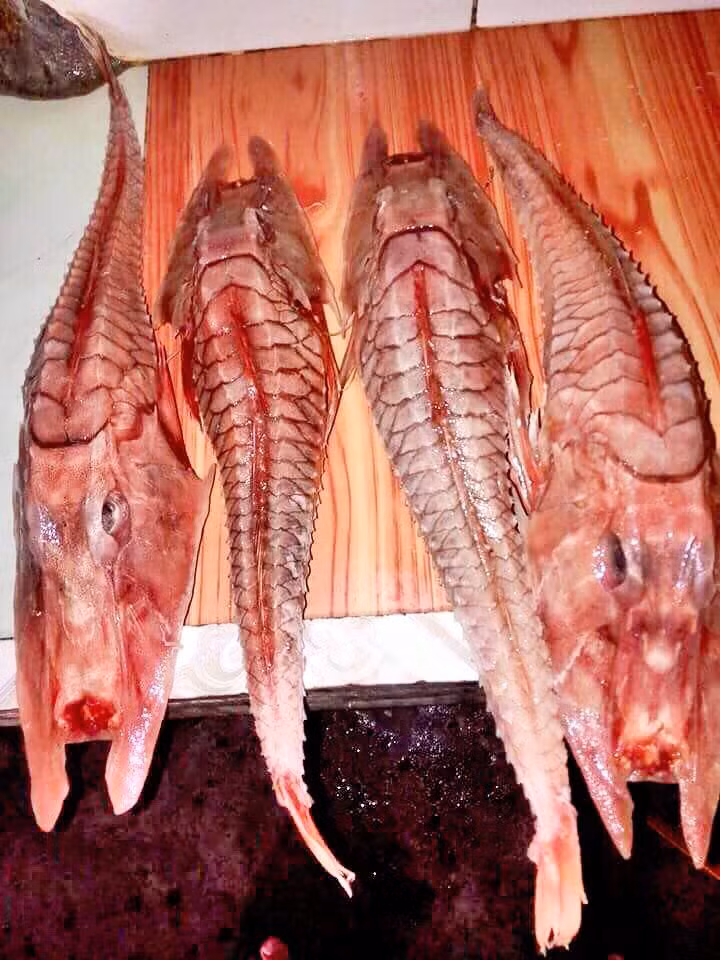 Cá chào mào gai có mõm hẹp bằng và kéo dài về phía trước thành hai thùy nhọn, cằm có hai đôi râu, phần thân được phủ bằng 8 hàng vảy, mỗi vảy có một gai nhỏ dẹt, hai hàm không có răng. Ảnh: fbcdn.