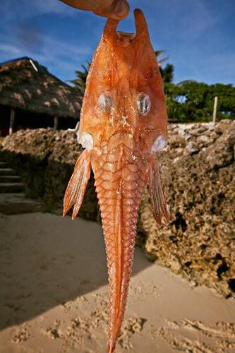 Trên thế giới, cá chào mào gai thường phân bố ở khu vực phía tây Thái Bình Dương, bao gồm các quốc gia Nhật Bản, vùng biển phía nam Trung Quốc, Philippines và Châu Úc. Ảnh: fbcdn.