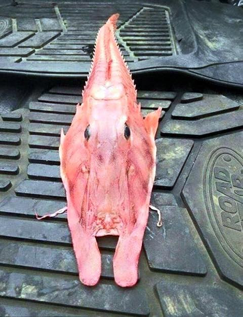 Ở Việt Nam, cá chào mào gai được đánh bắt với số lượng ít ỏi ở vùng biển miền Trung. Ảnh: fbcdn.