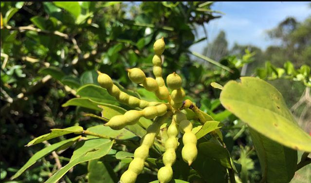 Nhìn qua, quả chùm chày có hình dáng khá giống quả me. Ảnh: danviet.