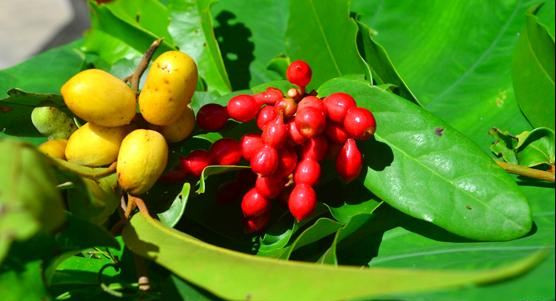 Theo một số người dân, tên gọi chùm chày bắt nguồn từ chính hình dạng của nó: trái dài và có đầu tròn như cái chày. Ảnh: baoquangngai.