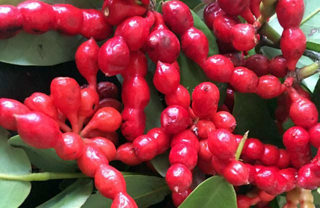 Quả chùm chày có lớp thịt mỏng, hạt to, vị ngọt nhẹ và thanh, mọc thành chùm. Ảnh: danviet.