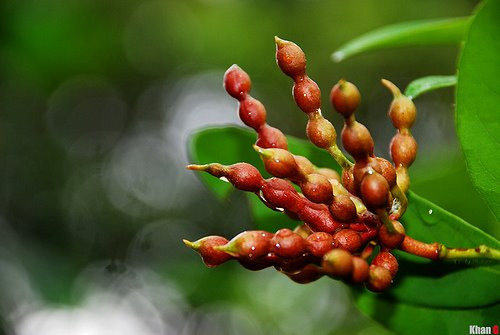 Quả chùm chày dài bằng ngón tay người lớn. Khi non có màu xanh, khi già có màu đỏ hồng và khi chín màu đỏ sậm rất đẹp. Ảnh: dietmoisieutoc.