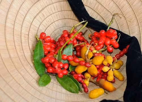  Cây chùm chày là loài cây quen thuộc ở Việt Nam, mọc nhiều ở chân đồi, ven bìa núi của đồng bằng và thường mọc chung với loài cây bụi khác. Ảnh: sao360. 