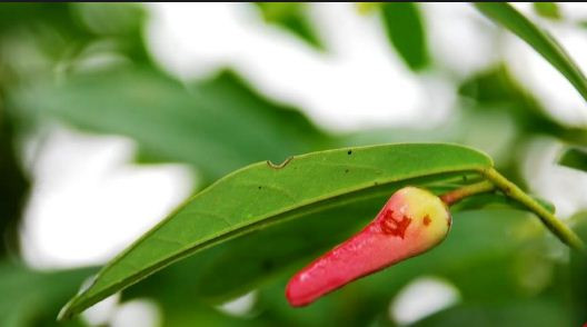 Không chỉ có quả ngọt mà chùm chày còn có hoa rất thơm. Ảnh: caycanhvietnam.