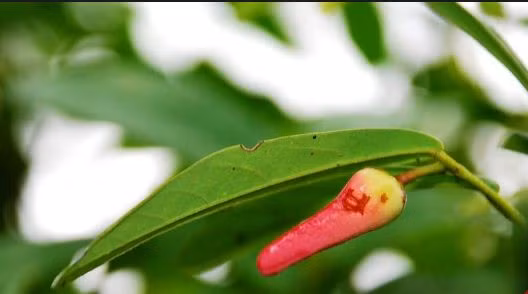 Không chỉ có quả ngọt mà chùm chày còn có hoa rất thơm. Ảnh: caycanhvietnam.