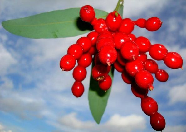 Cây chùm chày khi trưởng thành có chiều cao từ 0,5m - 1,5m. Ảnh: sao360.