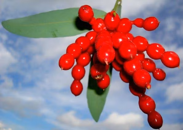 Cây chùm chày khi trưởng thành có chiều cao từ 0,5m - 1,5m. Ảnh: sao360.