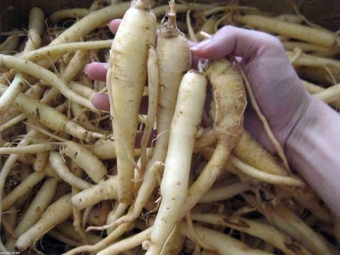 Cây đảng sâm có hoa hình chuông, màu trắng hoặc hơi vàng, họng có vân tím, quả mọng, 5 cạnh, khi chín màu tím. Ảnh: caythuoc.