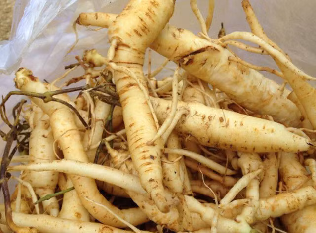 Đảng sâm thường mọc ở những nơi đất tốt, nhiều mùn, trong các chỗ trống và ven các rừng thứ sinh và nương rẫy, ở độ cao 600m - 2000m. Ảnh: suckhoesacdepaz.