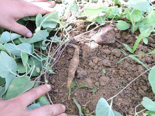 Trên thế giới, đảng sâm phân bố ở Ấn Độ, Trung Quốc, Mianma, Lào, Thái Lan, Indonesia. Ảnh: trungtamduoclieu.