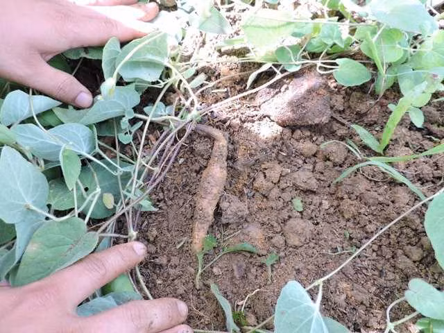 Trên thế giới, đảng sâm phân bố ở Ấn Độ, Trung Quốc, Mianma, Lào, Thái Lan, Indonesia. Ảnh: trungtamduoclieu.