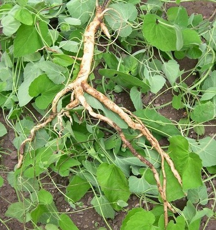 Ở Việt Nam, đảng sâm có ở nhiều tỉnh như Lai Châu, Điện Biên, Lào Cai, Sơn La , Yên Bái Thái Nguyên, Hoà Bình, Ninh Bình,...Ảnh: sieuthisongkhoe.