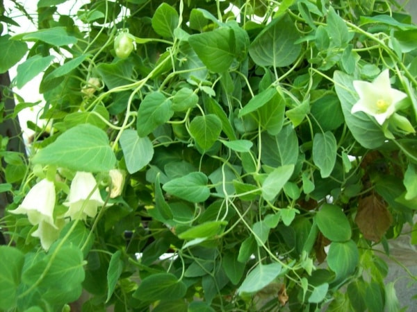 Đảng sâm được mệnh danh là “nhân sâm của người nghèo” vì đảng sâm rất rẻ so với nhân sâm (chỉ bằng 1/ 10 so với nhân sâm). Ảnh: vatgia.