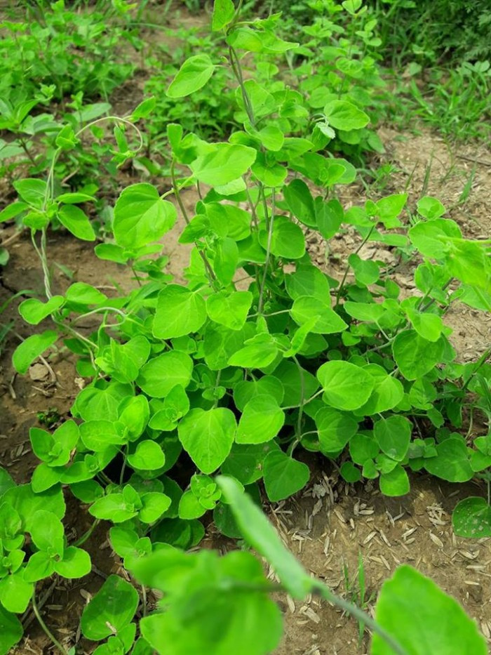 Đảng sâm thích hợp với khí hậu Việt Nam, đặc biệt là Tây Nguyên và đồi núi phía Bắc nên đảng sâm phát triển rất tốt. Ảnh: muabannhanh.