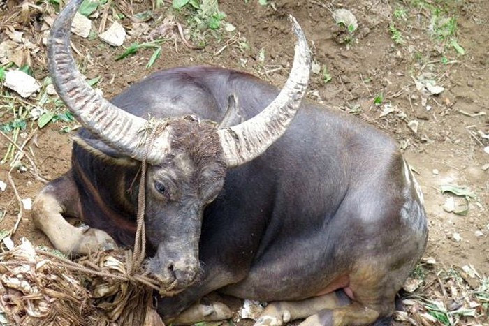 Vào tháng 12/2018 anh Lô Ba D. (32 tuổi) ở Tương Dương, Nghệ An đã gặp phải sự cố thương tâm trong lúc dắt hai con trâu của gia đình đi kéo gỗ đến bãi cho thợ làm để chuẩn bị dựng nhà. Theo đó, khi anh D. đang cúi xuống đóng móc vào gỗ cho trâu kéo thì bất ngờ 2 con vật lao tới tấn công chủ cùng một lúc. Cú húc mạnh khiến nạn nhân văng xa một đoạn, bất tỉnh. Dù được đưa đi cấp cứu nhưng do vết thương quá sâu nên anh đã qua đời tại bệnh viện. 