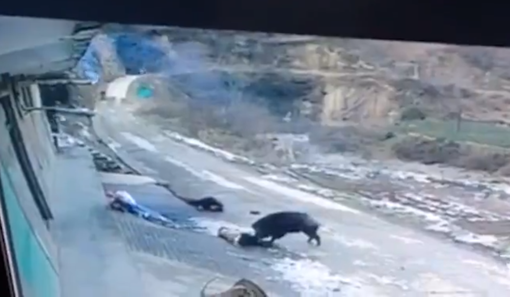 Đầu năm 2018, tại Ankang, tỉnh Thiểm Tây, Trung Quốc, xuất hiện con lợn rừng lớn tấn công vào một ngôi làng khiến 1 người tử vong. Những người dân ở đó tìm mọi cách xua đuổi con thú hoang hung dữ nhưng bất thành. Con lợn rừng sau đó đã bị cảnh sát bắn chết. 