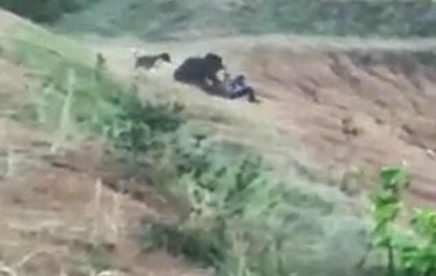 Tháng 4/2018, Truyền thông Ấn Độ đưa tin, tài xế Prabhu Bhatara lái xe taxi đưa khách về từ một đám cưới ở bang Odisha thì phát hiện một con gấu ở ven đường. Lập tức, Prabhu Bhatara dừng xe, để hành khách chờ trên ghế và tiến tới gần con gấu để thử tìm cách chụp ảnh tự sướng cùng con vật. Tuy nhiên, thảm họa đã xảy đến với tài xế taxi. Con gấu vồ lấy Prabhu Bhatara và tấn công ông đến chết.