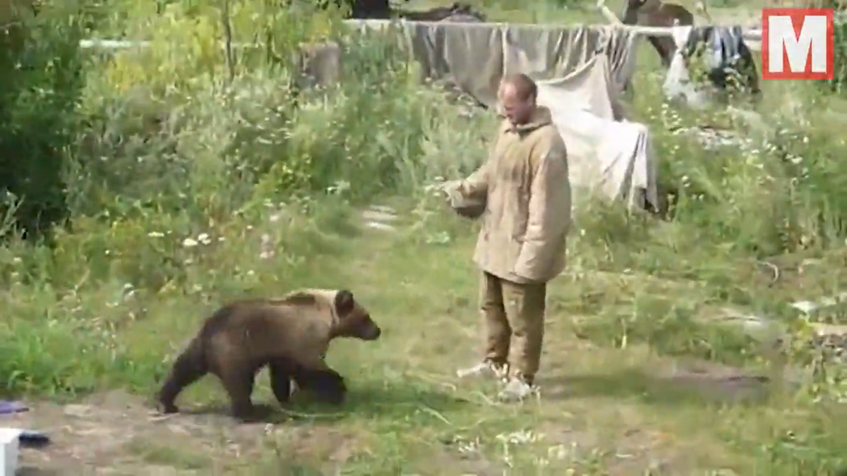 Mới đây, ông Sergey Grigoriyev (41 tuổi) một thợ săn lành nghề sống ở ngoại ô thành phố Ozersk miền Tây Nam nước Nga đã bị con gấu mà ông nuôi từ bé ăn thịt. Khi cảnh sát đến, họ phát hiện những phần còn sót lại của thi thể Sergey Grigoriyev nằm vương vãi trên đất, xương bị gặm nát bởi con gấu hung dữ. 