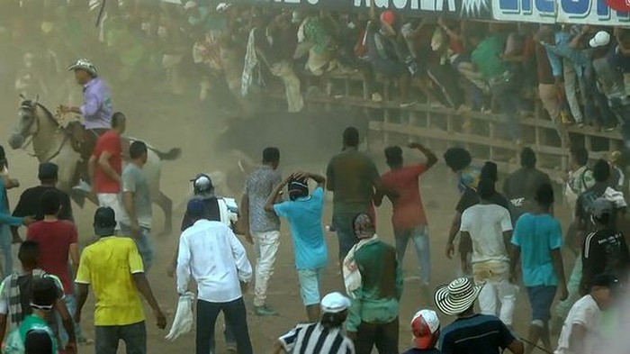 Mới đây, tại lễ hội đấu bò truyền thống ở Caucasia, Tây Bắc Colombia bỗng hỗn loạn khi con bò trở nên hung dữ và tấn công liên tiếp vào những người tham gia. Hơn 30 người bị thương ở nhiều vị trí khác nhau, trong số này có cả trẻ em.