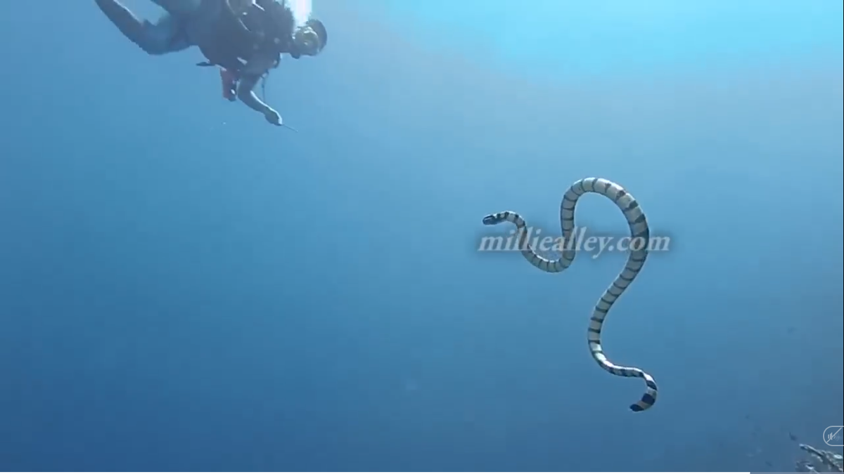 “Giận cá chém thớt” vì để hụt con mồi ngon, con rắn độc này đã quay ra tấn công luôn người quay phim là Tommy khi anh đang thực hiện một chuyến đi lặn đến vùng biển Wakatobi. 