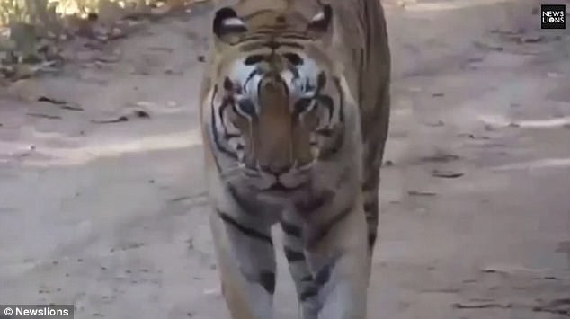 Tháng 3/2018, một đoạn video ghi lại hình ảnh những cuộc tấn công của hổ vào một ngôi làng ở huyện Lakhimpur Kheri, bang Uttar Pradesh, bắc Ấn Độ làm 22 người chết và nhiều người bị thương. Kể từ khi có sự xuất hiện của hổ, người dân ở đây luôn sống trong cảnh nơm nớp lo sợ không biết khi nào bản thân lại trở thành nạn nhân dưới móng vuốt của hổ. 