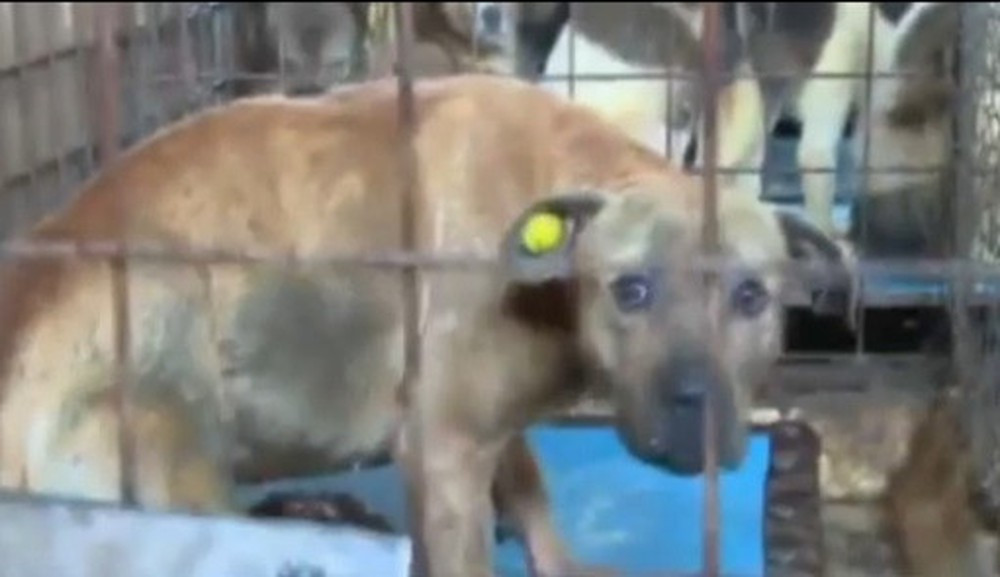 Tháng 8/2018, những người hàng xóm kinh hãi tột bậc khi tìm thấy thi thể của bà Emilia Mitroi (53 tuổi) người Romania, bị con chó cưng của con trai mình tấn công. Thi thể của bà đã mất phần đầu và tay phải, còn quần áo của bà bị xé tan ra từng mảnh. Cảnh sát cho rằng, con chó cắn chết chủ nhân khi cho nó ăn.