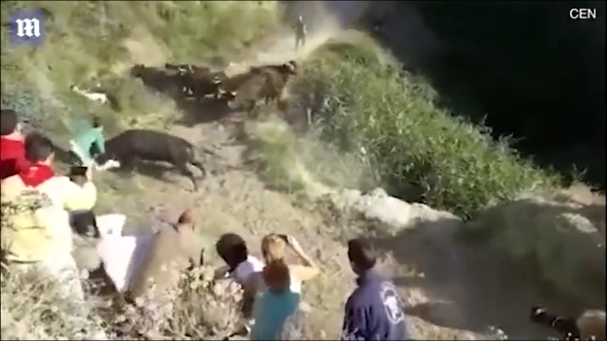 Tháng 8/2018, tại một lễ hội bò rượt ở Tây Ban Nha, bất ngờ đàn bò tót lao vào tấn công khán giả . Nhà chức trách sử dụng tên tẩm thuốc mê để khống chế những con bò tót hung dữ, nhiều người ở hiện trường đã phải chịu đau đớn từ những vết thương mà con bò tót gây ra. 