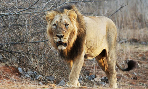 Đầu năm 2018, Telegraph đưa tin một người đàn ông được cho là thợ săn động vật hoang dã bị bầy sư tử tấn công và ăn thịt ở Nam Phi. Phần còn lại của thi thể nạn nhân được phát hiện tại một bụi cây gần Vườn Quốc gia Kruger ở tỉnh Limpopo, bên cạnh nạn nhân là một khẩu súng săn. (Ảnh minh họa)