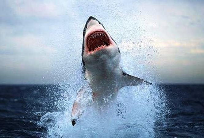 Tháng 5/2018, ngư dân Lê Chi (39 tuổi) làm việc trên tàu cá QNg 96074 TS do ông Trần Hiền làm thuyền trưởng, đang đánh bắt trên ngư trường Bạch Long Vỹ (Hải Phòng) thì bị cá mập đớp vào tay. Cú đớp của cá mập làm anh Chi bị đứt động mạch chủ tay trái, dẫn đến mất nhiều máu. Ngay sau đó anh đã được đưa vào huyện đảo cứu chữa và qua cơn nguy kịch.(Ảnh minh họa) 