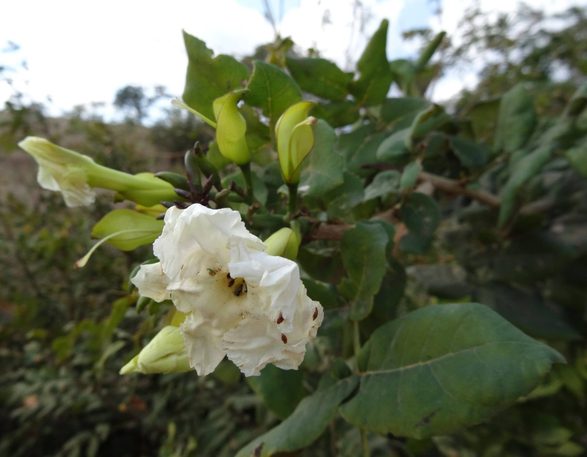 Trong khi đó, hoa và quả của cây quao nước được dùng trị bọ cạp đốt. Ảnh: zimbabweflora.