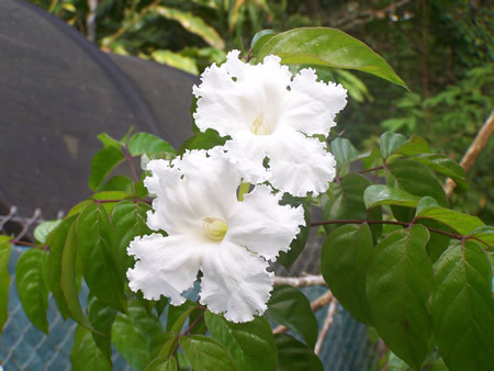 Đặc biệt, hạt quao nước có tác dụng kháng khuẩn và chống co thắt. Ảnh: equatorialexotics.