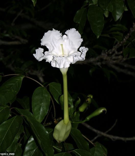 Cây quao nước thường mọc dọc theo bờ các kênh rạch có nước thủy triều, hay nước lợ; sinh trưởng phát triển tốt trên đất phèn. Ảnh: theferns.