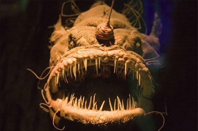 Cá chụp đèn đực một khi đã tìm được “đối tượng” ưng ý, nó ngay lập tức cắn vào thịt con cái và gắn liền hai con vào nhau, chia sẻ cùng một hệ thống tuần hoàn. Ảnh: blogspot.