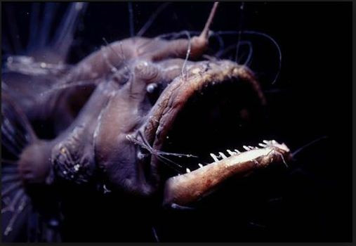 Khi con cái sẵn sàng để giao phối, con đực sẽ thụ tinh ngay tại chỗ. Ảnh: blogspot.