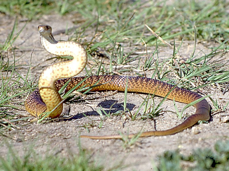 Với độc tố cực mạnh, người bị rắn nâu miền Đông tấn công sẽ chết trong vòng 15 phút. Ảnh: bowerbird.