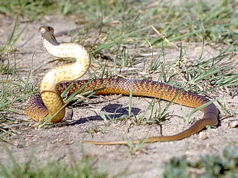 Với độc tố cực mạnh, người bị rắn nâu miền Đông tấn công sẽ chết trong vòng 15 phút. Ảnh: bowerbird.