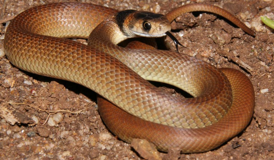 Rắn nâu miền Đông có chiều dài trung bình 1,5m -1,8m và hiếm khi dài hơn 2m. Chúng ăn động vật có xương sống, chẳng hạn ếch, thằn lằn, rắn, chim và các loài gặm nhấm. Ảnh: vietucnews.