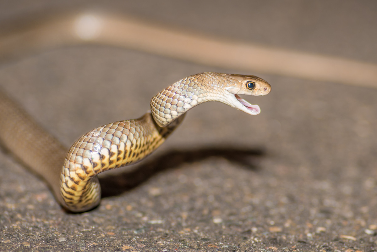 Nọc độc của rắn nâu miền Đông mạnh đến nỗi chỉ cần dính 1/12.000 nọc độc của loài rắn này có thể giết chết 1 người trưởng thành. Ảnh: snakesinthecity.