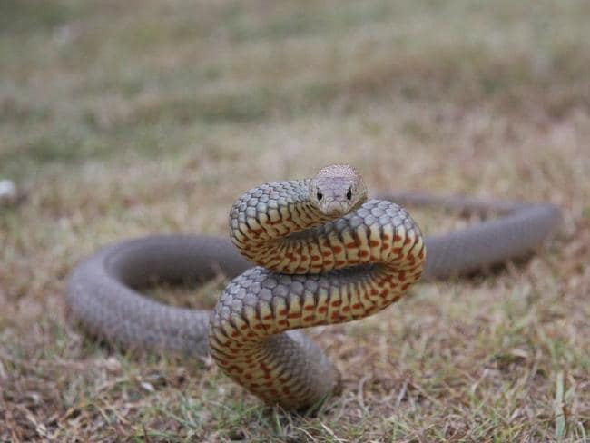 Rắn nâu miền Đông chỉ hoạt động vào ban ngày. Môi trường sống của nó hết sức đa dạng, từ ướt đến khô và các dãy cây mọc ven biển, rừng hoang mạc, đồng cỏ khô cằn. Ảnh: newsapi.