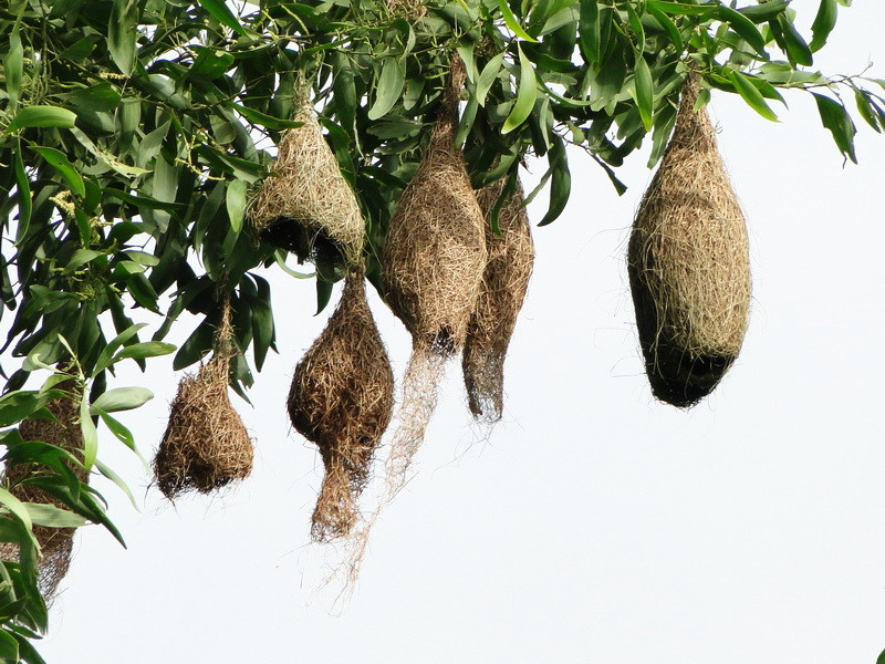 Tổ của chim dòng dọc cái trông giống như một cái túi hình chuông, bụng phình ra, nối liền với một cái ống tròn có miệng trút xuống phía dưới, gọi là cửa ra vào. Ảnh: blogspot.