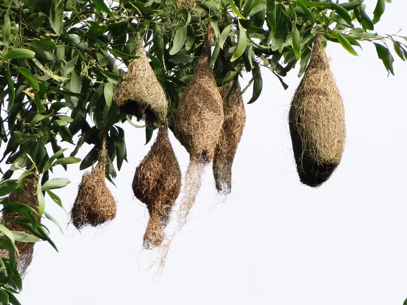 Tổ của chim dòng dọc cái trông giống như một cái túi hình chuông, bụng phình ra, nối liền với một cái ống tròn có miệng trút xuống phía dưới, gọi là cửa ra vào. Ảnh: blogspot.